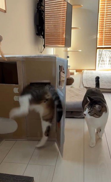 段ボールハウスの中に入ろうとしている猫とそれを見ている猫
