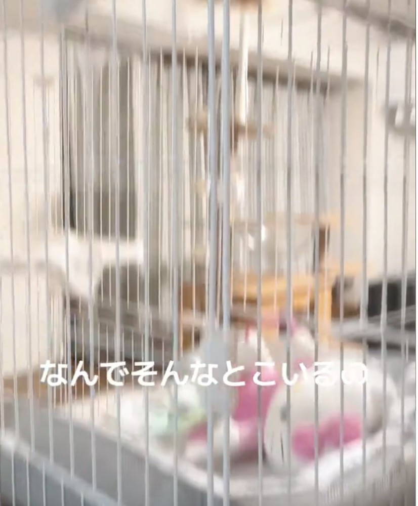 空のケージ