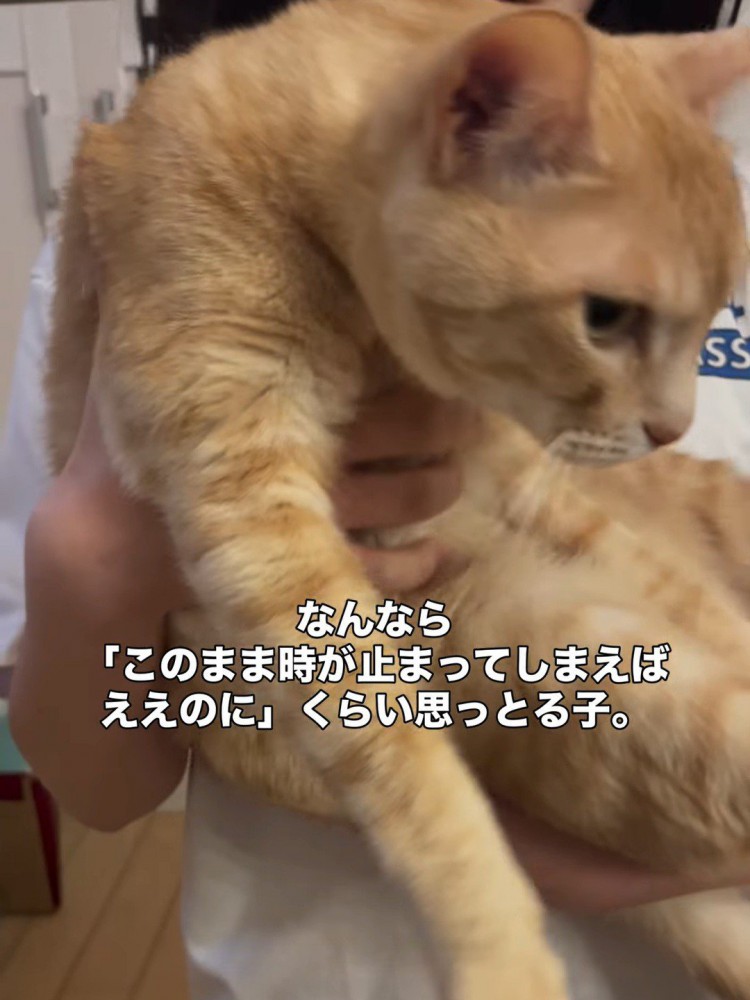 抱っこされ下を見ている猫
