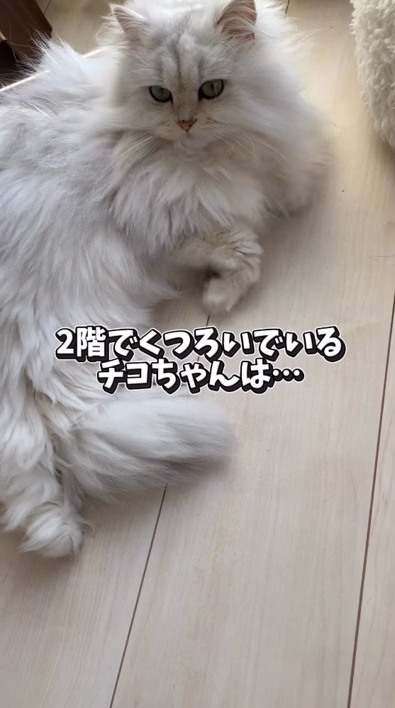 ママの声に耳をそばだてる猫