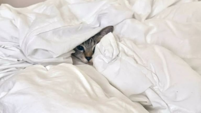 布団にくるまっている猫