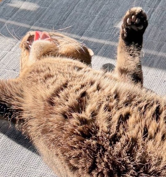 仰向けになって日向ぼっこ中の猫の口元