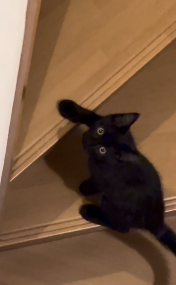 飼い主さんを上目遣いで見る子猫