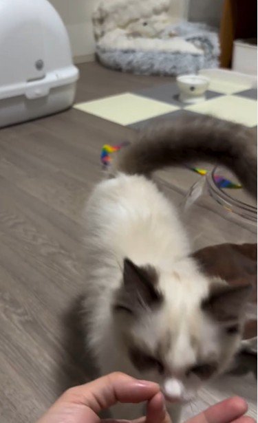 手のひらの上におやつを乗せた人と歩いている猫