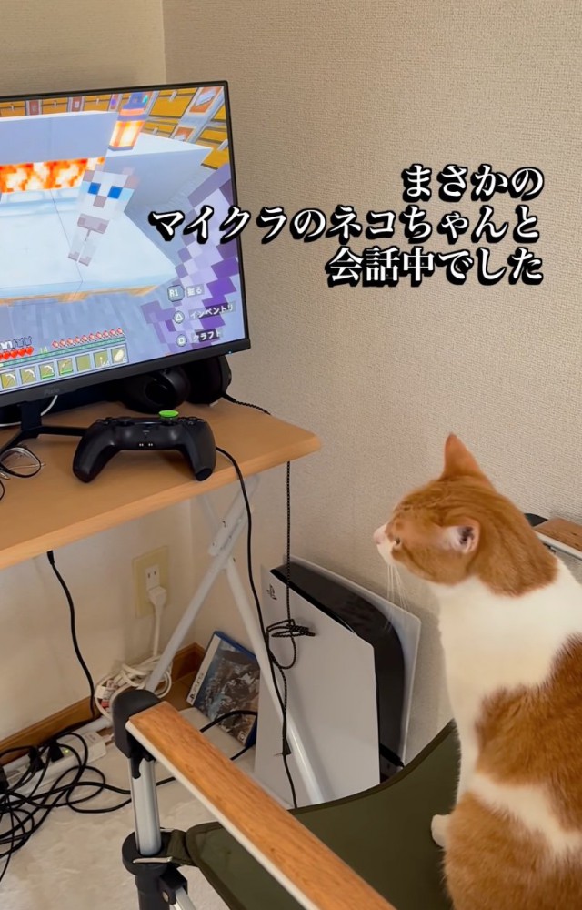 鳴き続ける猫