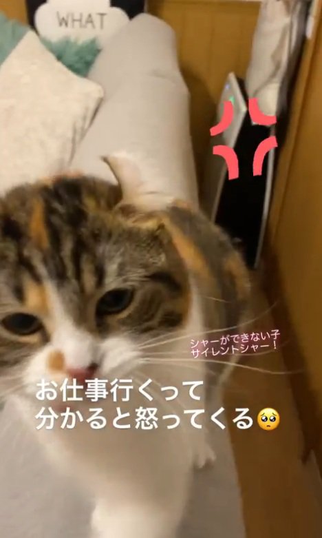 パンチする猫
