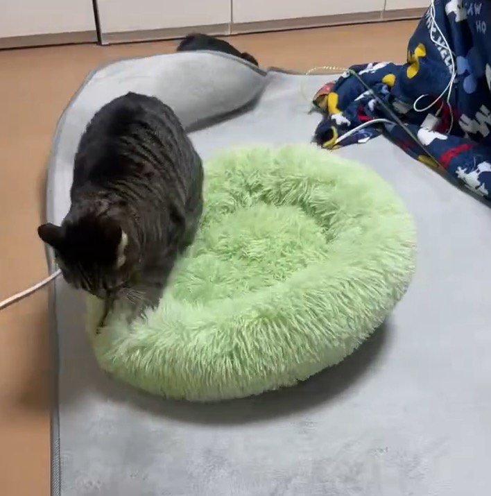 ペット用ベッドを前足で揉む猫