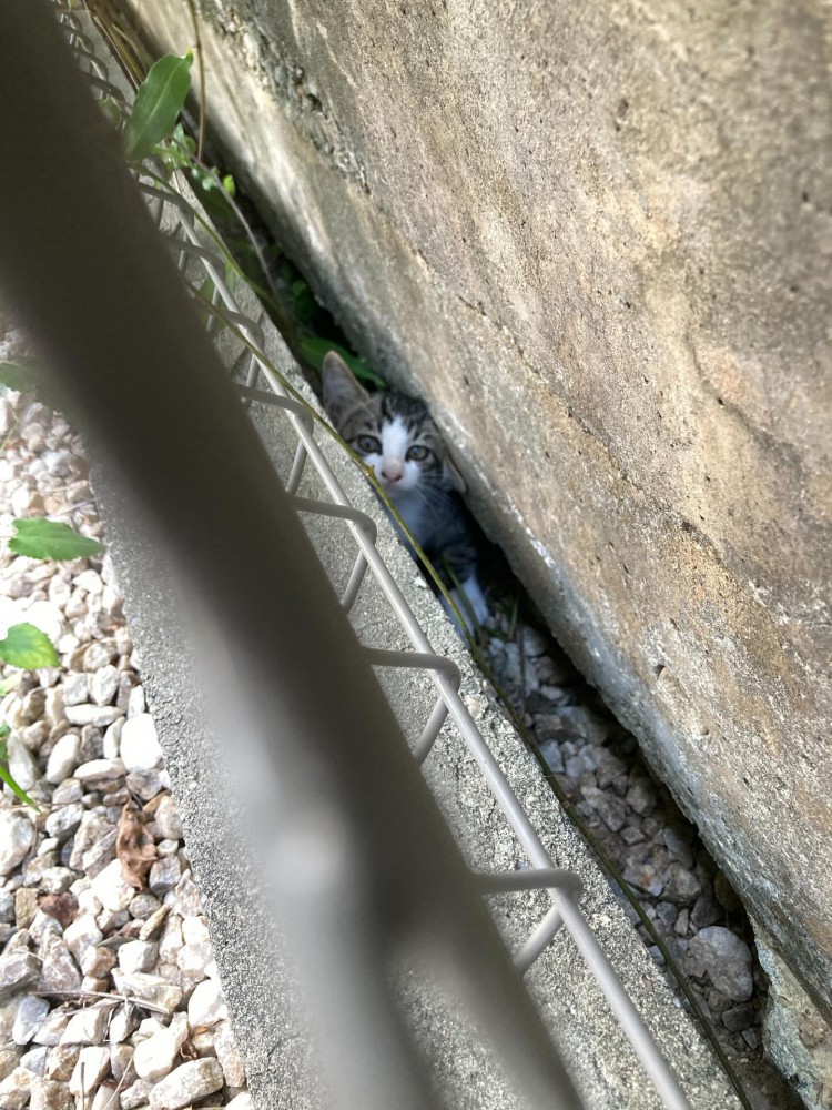 挟まっている子猫
