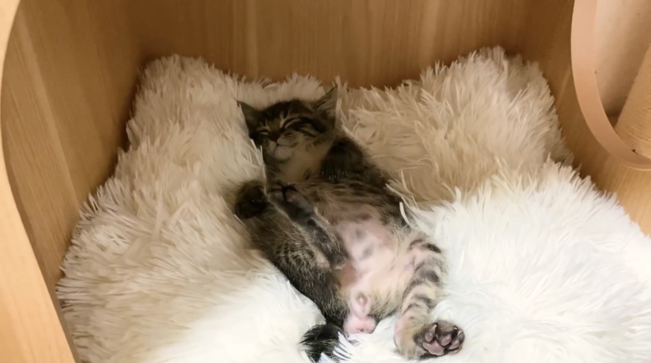 前足の位置が下がったもこくん