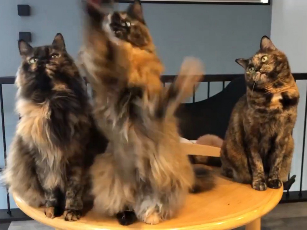 おもちゃに手を伸ばす中毛のサビ猫