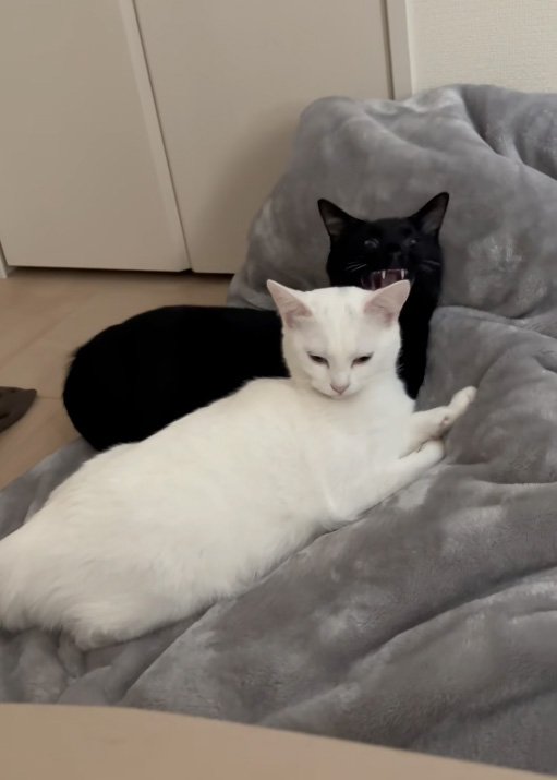 まったりする猫