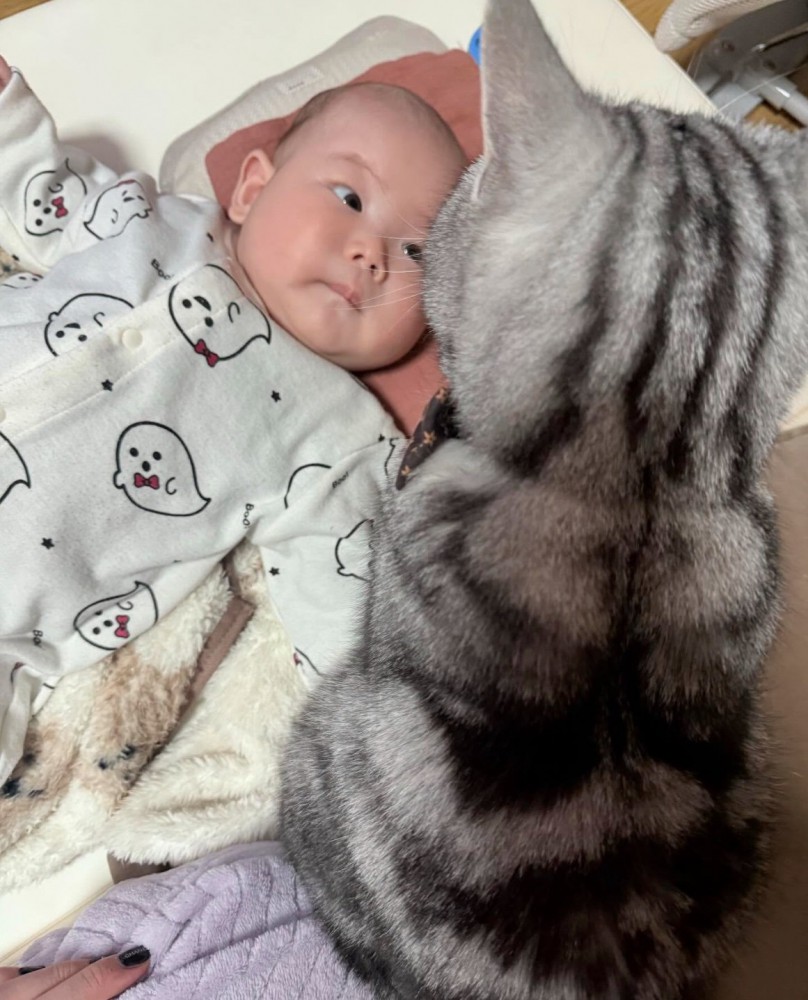 赤ちゃんを見守る猫2