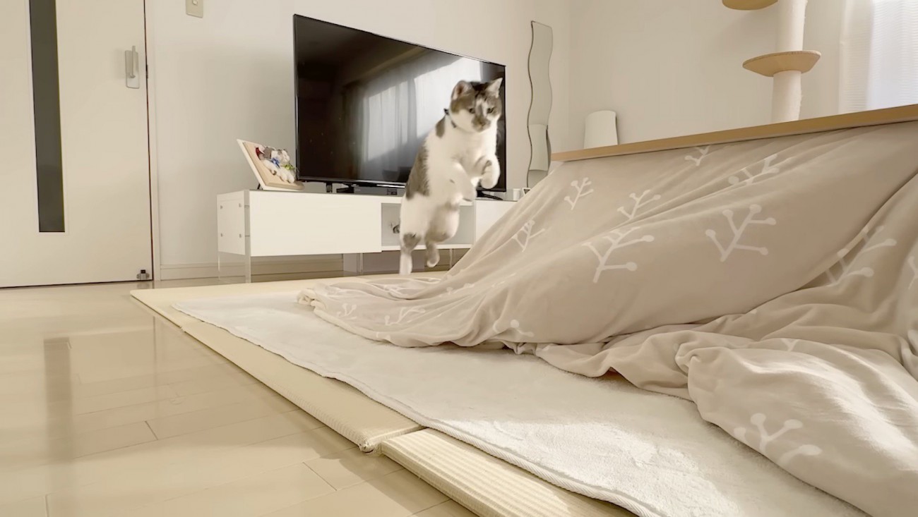 飛びかかるささみくん