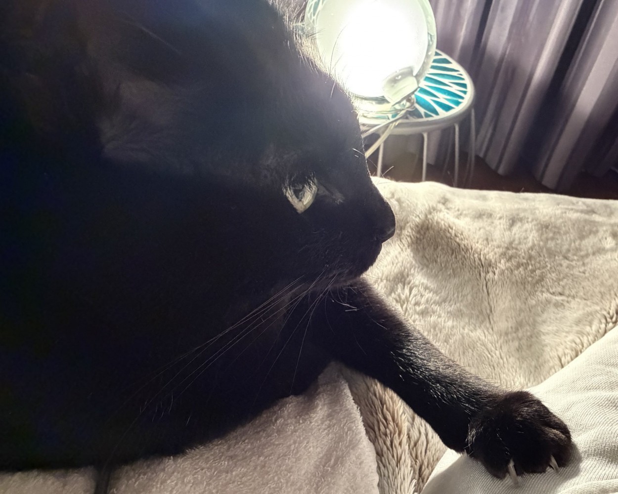 飼い主の方に手を伸ばす黒猫