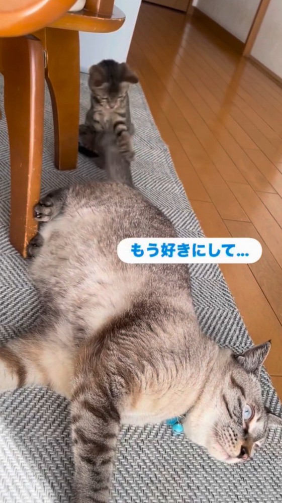 寝転がっている先住猫のしっぽを前足で触る子猫