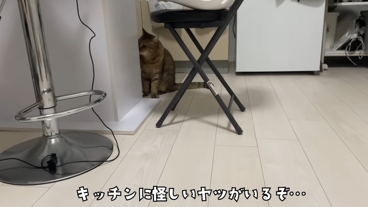 キッチンに怪しいヤツ