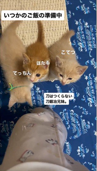 人の足元で鳴いている3匹の子猫