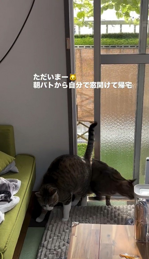 2匹目の猫が入室する