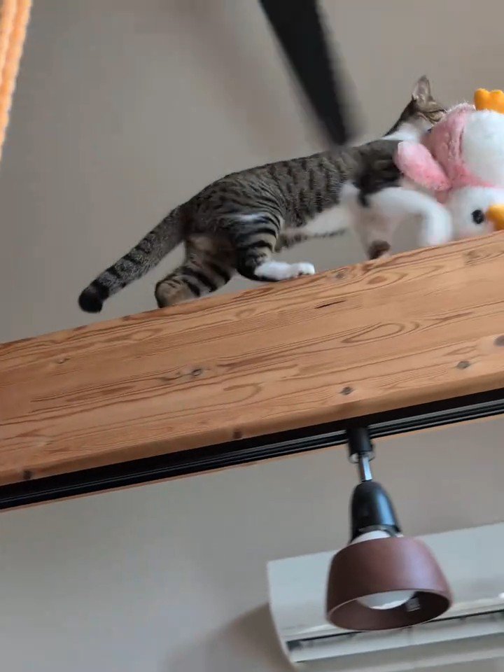梁の上を歩く猫
