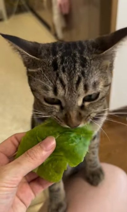 膝に手をかけて野菜を食べる猫