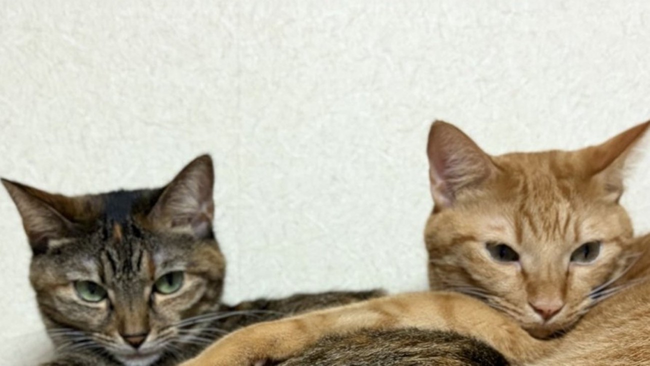 茶トラ（右）と麦わら猫（左）の顔