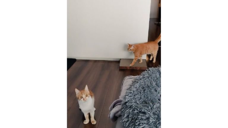 室内にいる猫たち