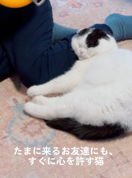 人間の足を枕にして寝る猫