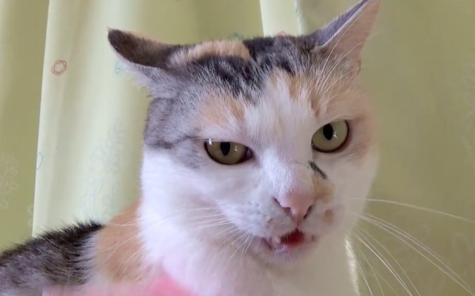 怒っている三毛猫のアップ