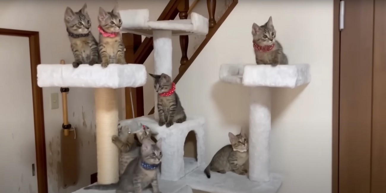 写真撮影する猫