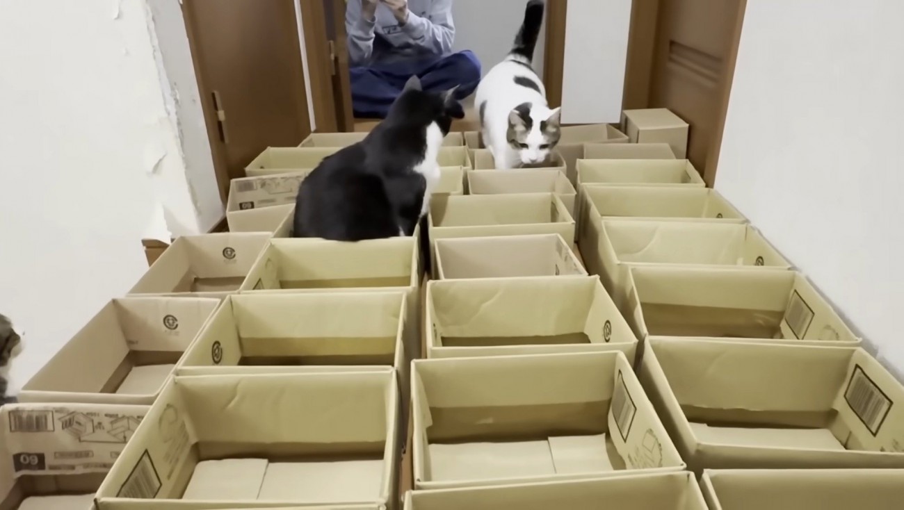 段ボールを並べた写真