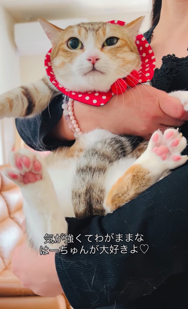 抱っこされる猫