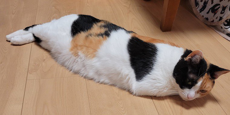 ツチノコのようなフォルムになった猫