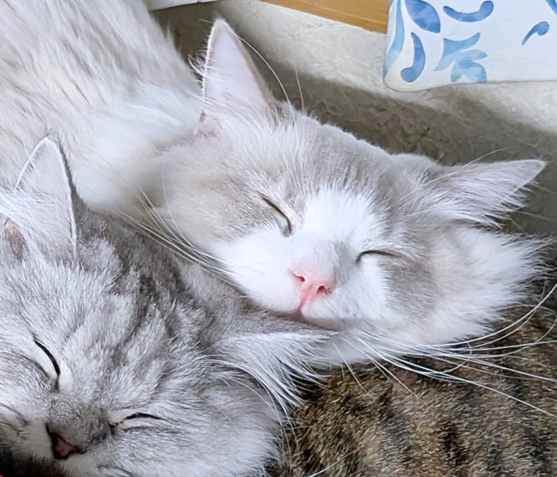寝ている2匹の猫