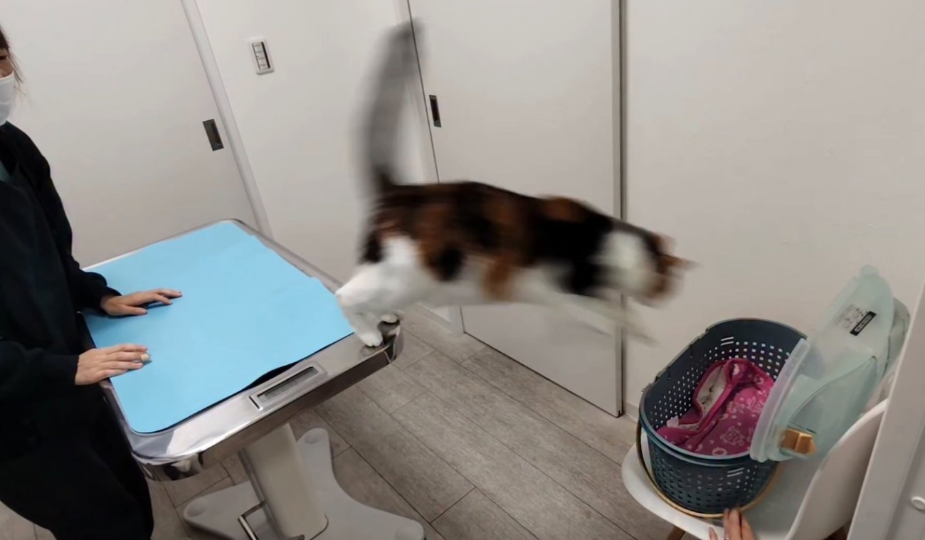 ジャンプする猫