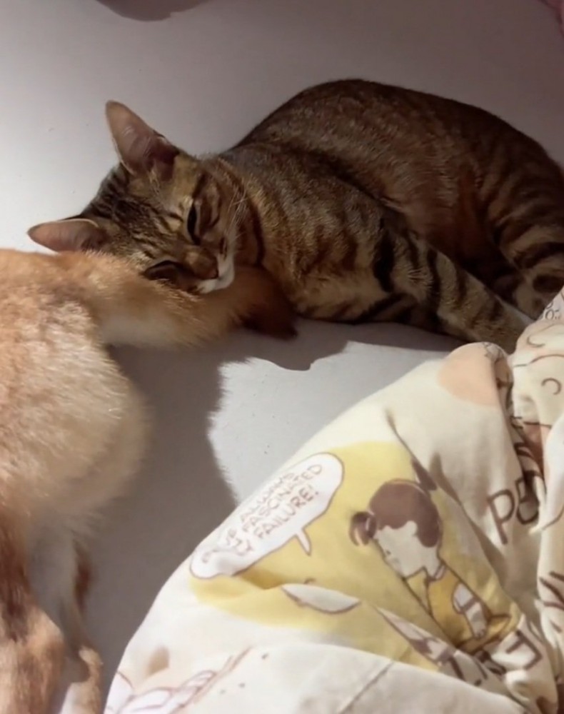 気持ちよさそうに眠る猫