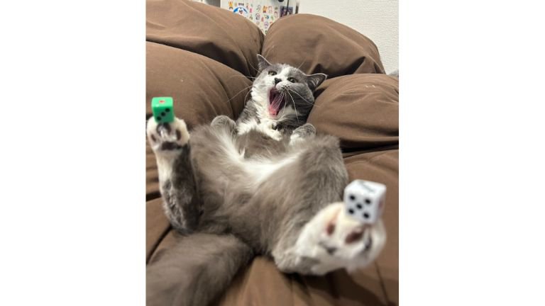 猫とサイコロ