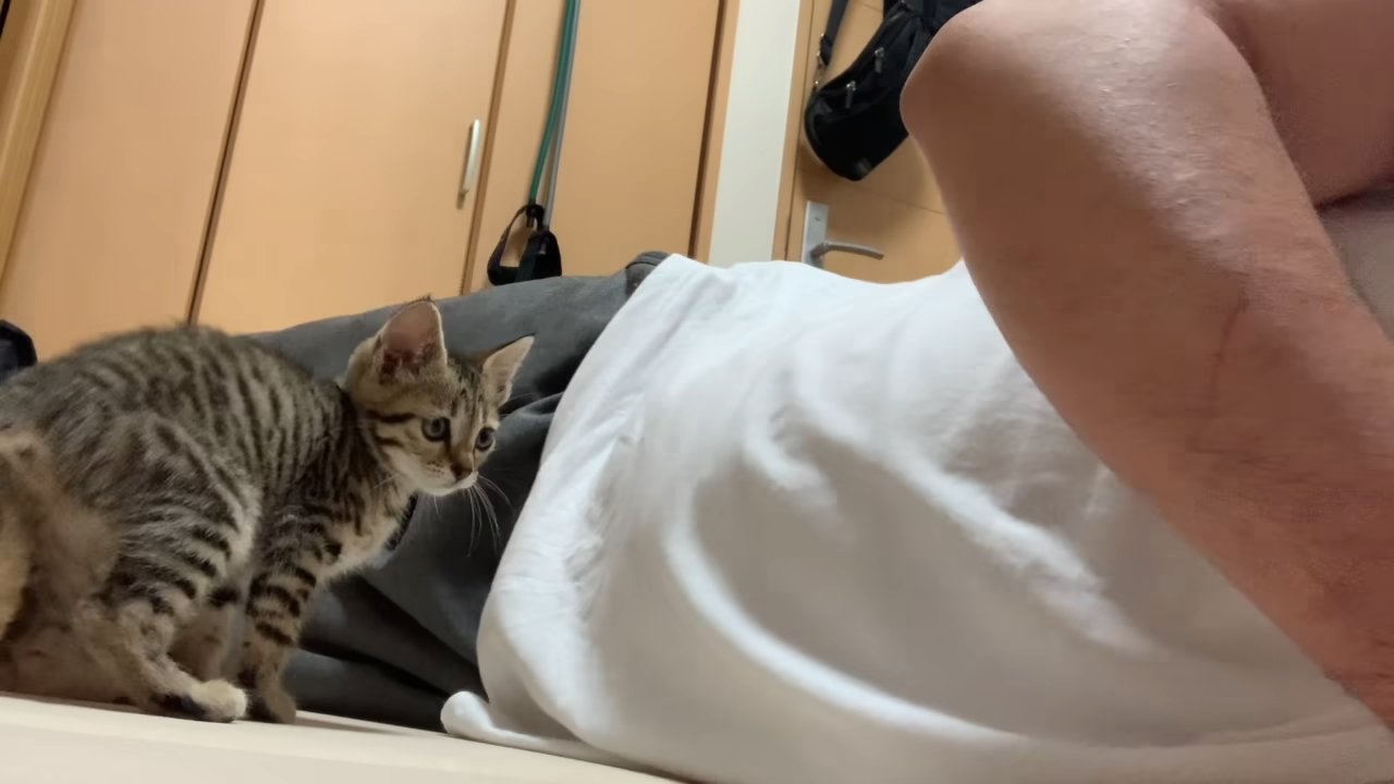 人の隣に座る子猫