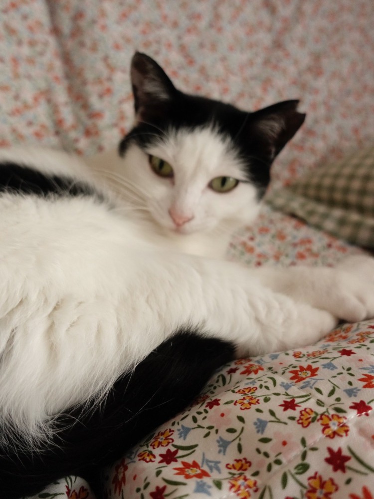 あくびをしているおこめちゃん