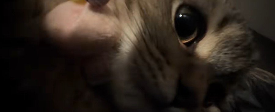 近づいてくる子猫