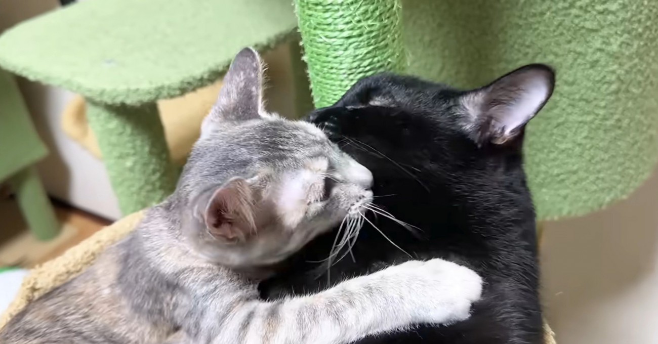 黒猫にしがみつくシルバータビー