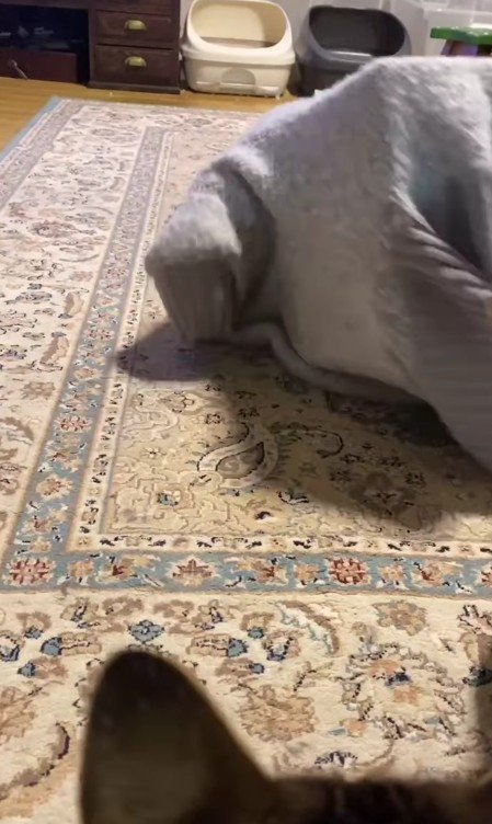 セーターに入った猫