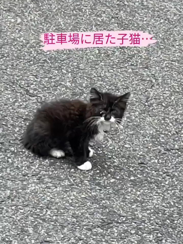 外にいる子猫