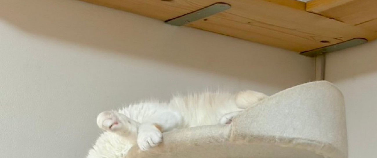 眠る猫