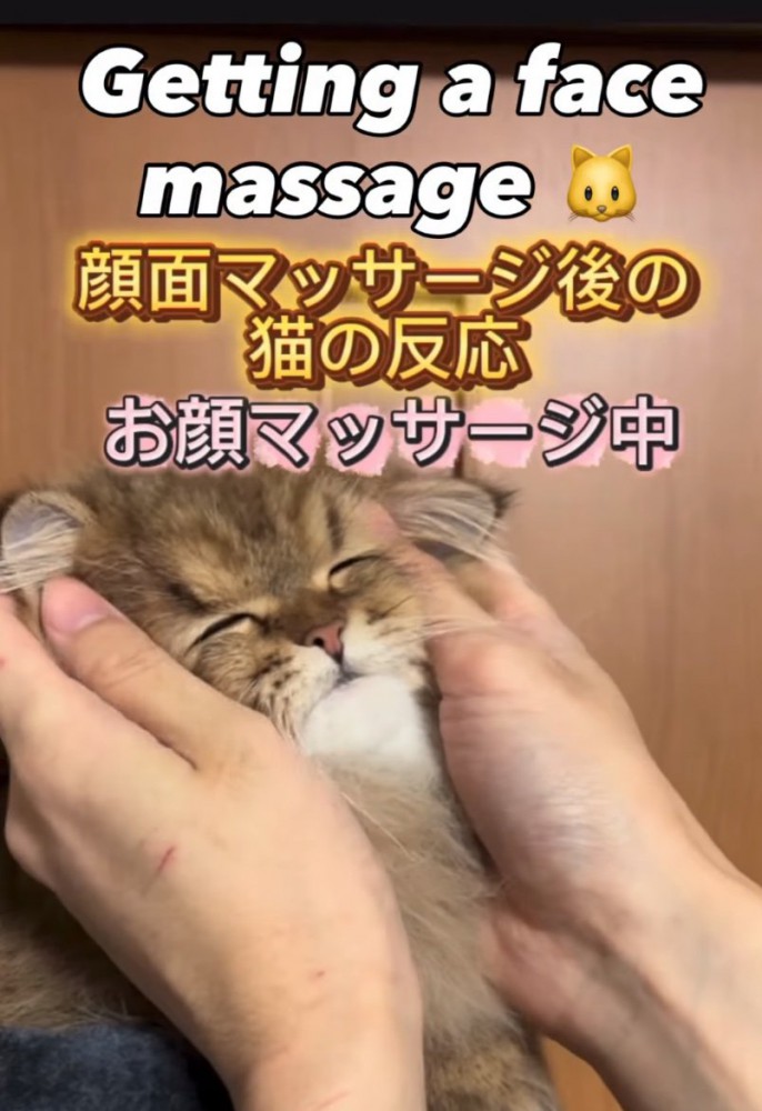 顔マッサージされる猫