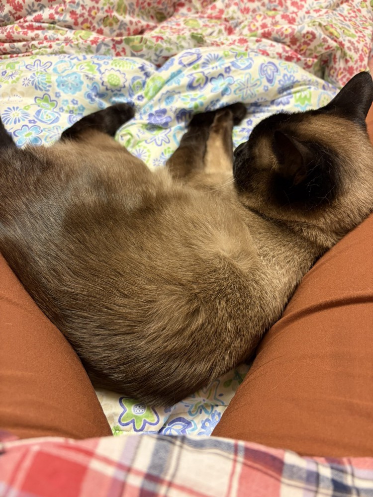 寝転がる猫