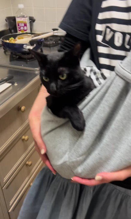 抱っこ紐に入った猫