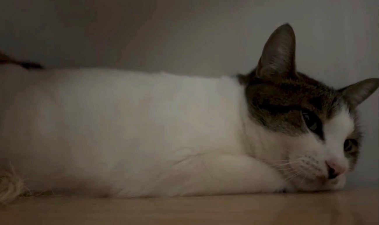 リラックスしている猫