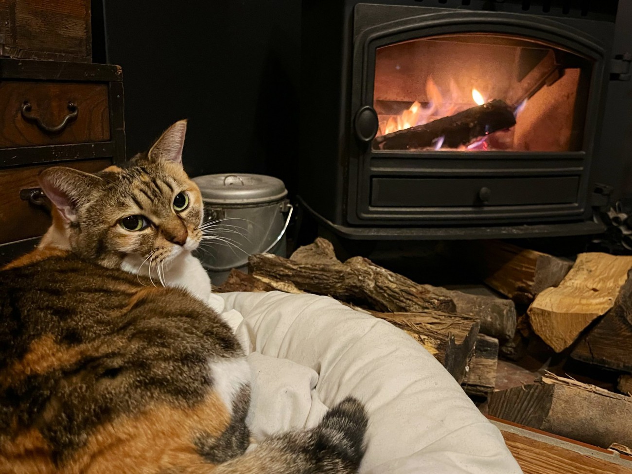 暖炉の前でくつろぐ三毛猫
