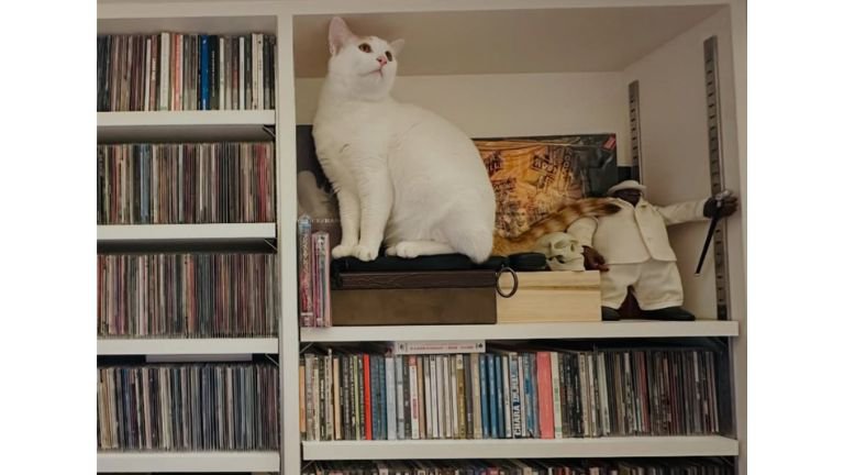 室内にいる猫
