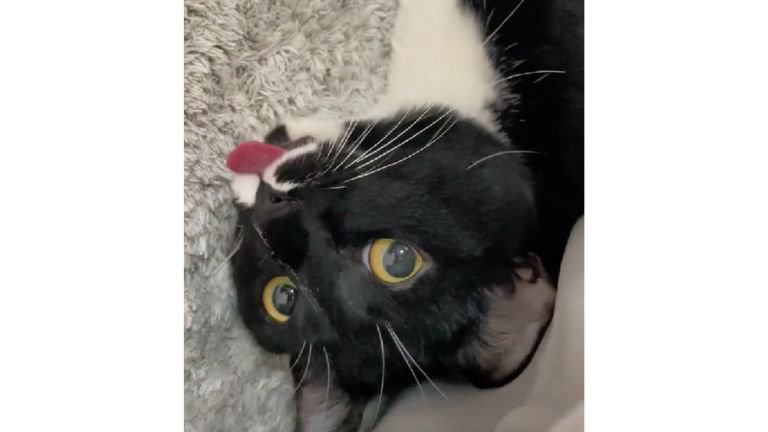 舌を出している猫